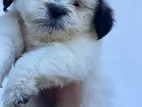Shih Tzu Puppy