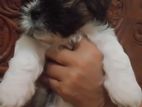 Shih Tzu Puppies