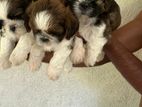 Shitzu Puppy