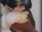 Shih Tzu Puppy