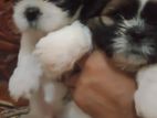 Shih Tzu Puppies