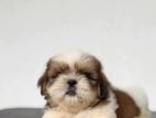Shih Tzu Puppy