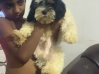 Shih Tzu Puppy