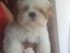 Shih Tzu Puppy