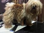 Shih Tzu Puppy
