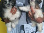 Shih Tzu Puppies