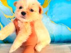 Shitzu Puppy