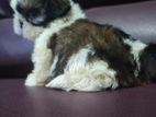 Shih Tzu Puppy