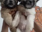 Shitzu Puppy