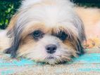Shitzu Puppy