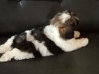 Shitzu Puppy