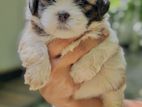 Shih Tzu Puppies