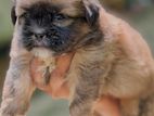 Shih Tzu Puppies