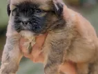Shih Tzu Puppies