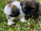 Shih Tzu Puppies