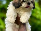 Shitzu Puppy