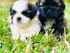 Shih Tzu Puppy