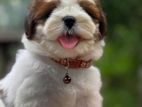 Shih Tzu Puppies