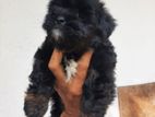 Shitzu Puppy