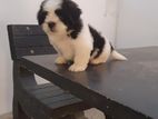 Shih Tzu Puppy