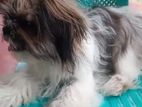 shitzu puppy