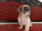 Shih Tzu Puppy