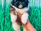 Shih Tzu Puppy