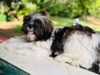 Shitzu Puppy