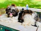 Shih Tzu Puppy