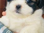 Shitzu puppy