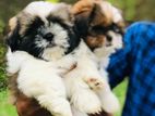 Shih Tzu Puppies for Kind Home