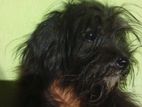 Shih Tzu Puppy