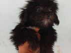 Shih Tzu Puppy