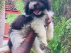 Shih Tzu Puppy