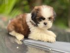 Shitzu Puppy