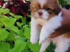 Shih Tzu Puppies
