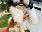 Shitzu Puppies