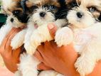 Shih Tzu Puppies