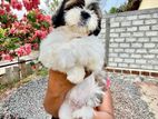 Shihtzu Dog