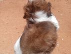 shitzu puppy