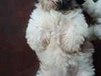 Shih Tzu Puppy