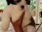 Shitzu Puppy
