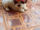 Shitzu Puppies