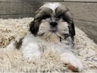 Shih tzu Puppies