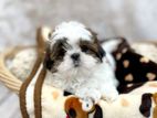 Shih Tzu Puppies