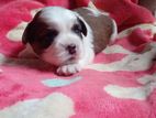 Shitzu Puppies