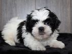 Shih Tzu Puppies