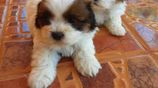 Shitzu Puppys