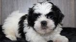 Shitzu Puppys