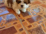 Shih Tzu Puppies